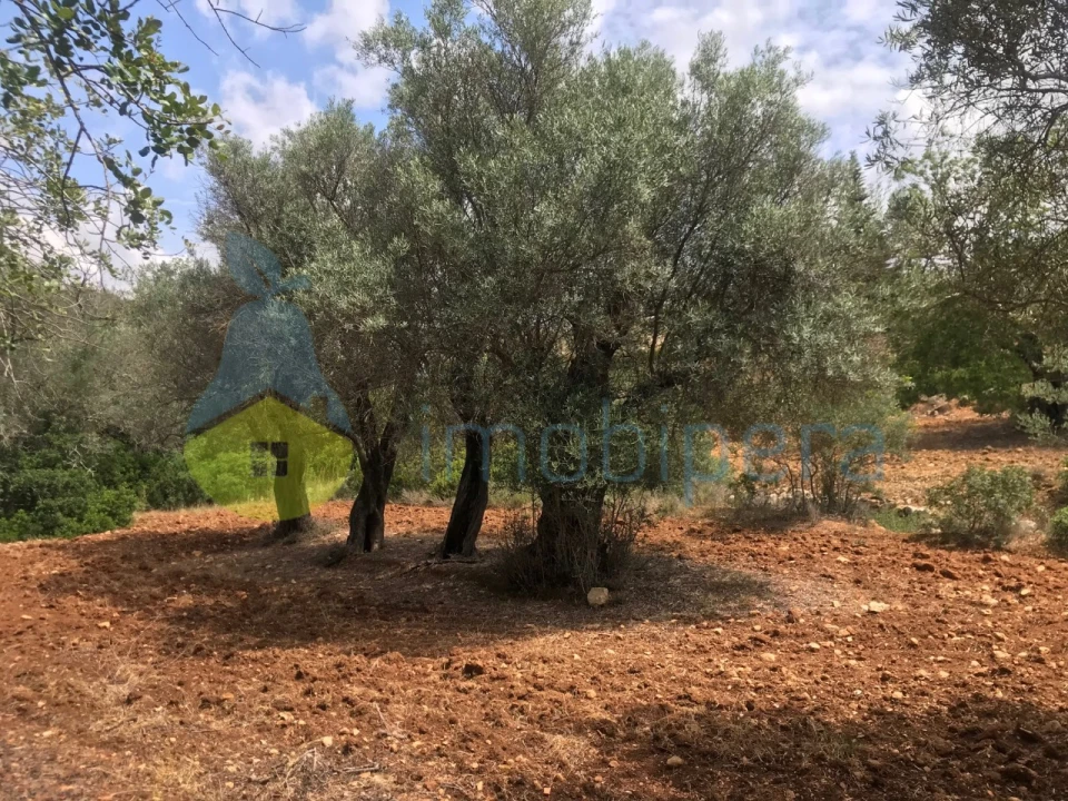 Terreno Agricola ou Rústico para Venda em Boliqueime Foto 5