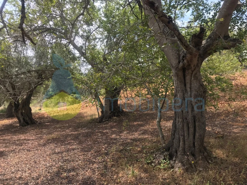 Terreno Agricola ou Rústico para Venda em Boliqueime Foto 1