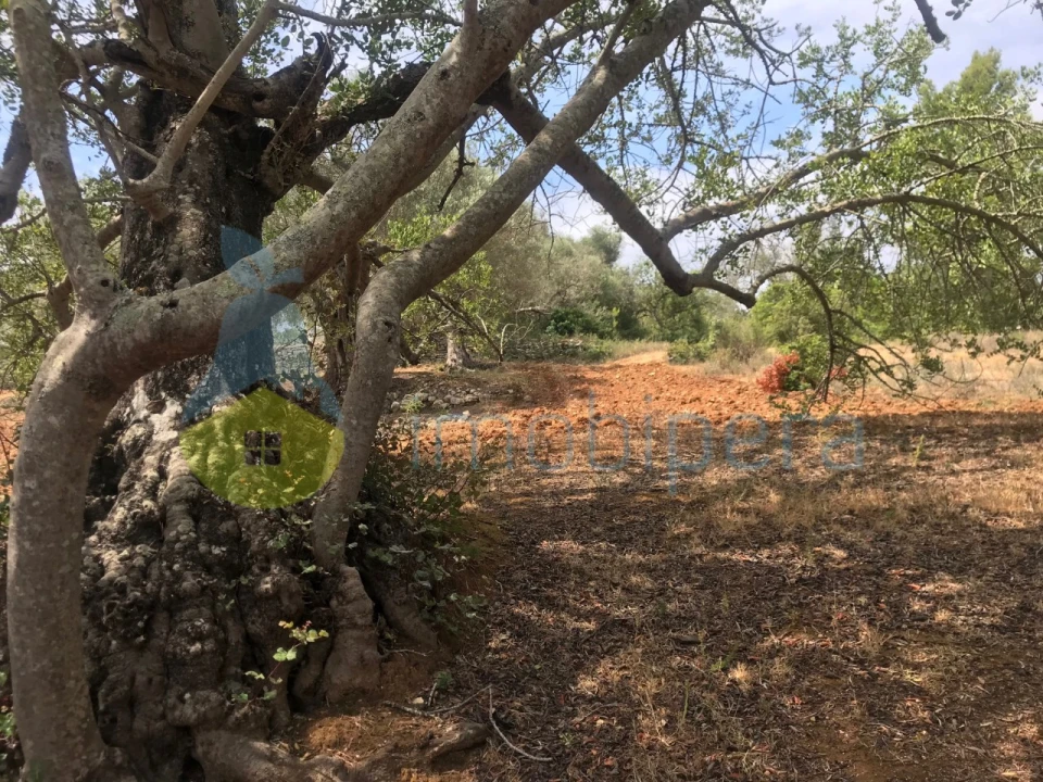 Terreno Agricola ou Rústico para Venda em Boliqueime Foto 14
