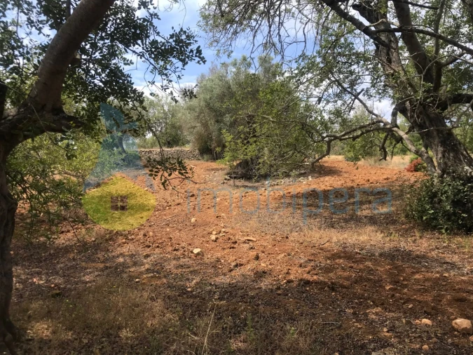 Terreno Agricola ou Rústico para Venda em Boliqueime Foto 3