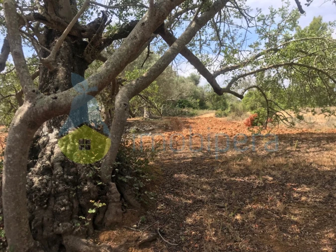 Terreno Agricola ou Rústico para Venda em Boliqueime Foto 14