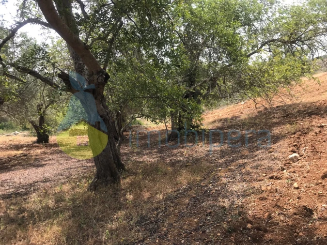 Terreno Agricola ou Rústico para Venda em Boliqueime Foto 15