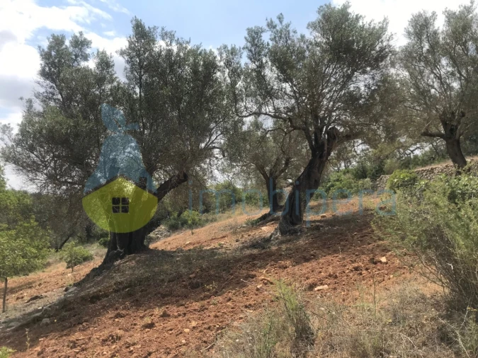 Terreno Agricola ou Rústico para Venda em Boliqueime Foto 16