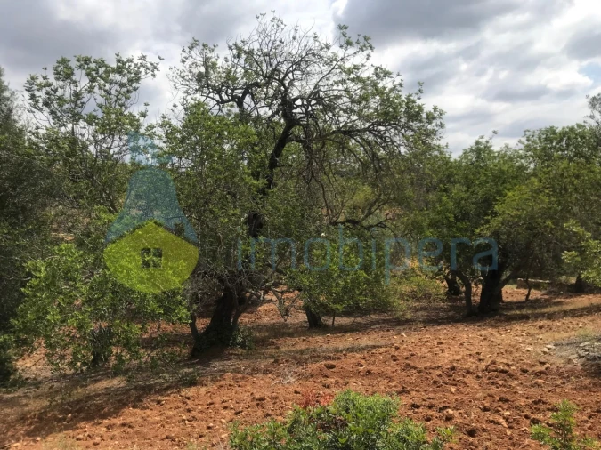 Terreno Agricola ou Rústico para Venda em Boliqueime Foto 17