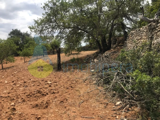 Terreno Agricola ou Rústico para Venda em Boliqueime Foto 19