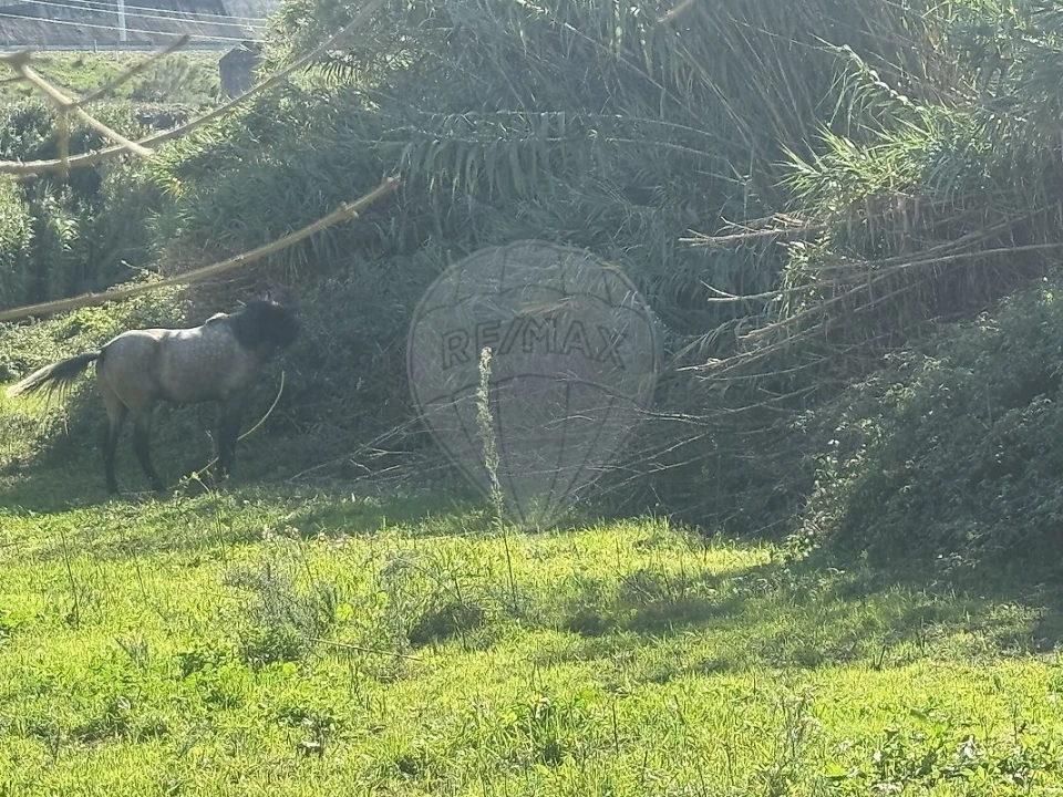 Terreno para Arrendamento em Queluz e Belas Foto 4