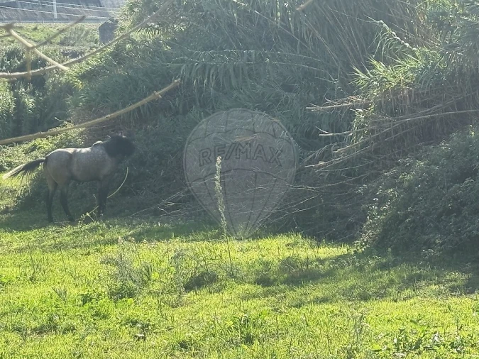 Terreno para Arrendamento em Queluz e Belas Foto 4