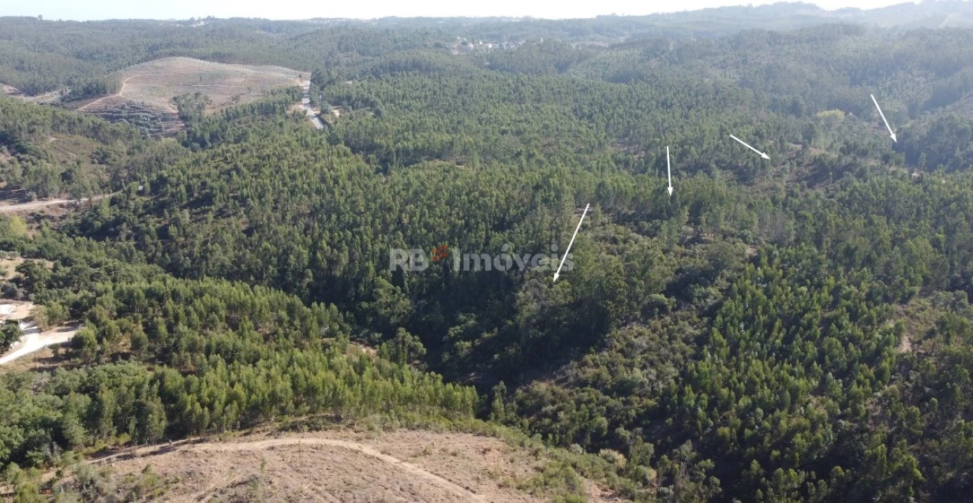 Terreno Agricola ou Rústico para Venda em Serra e Junceira Foto 5