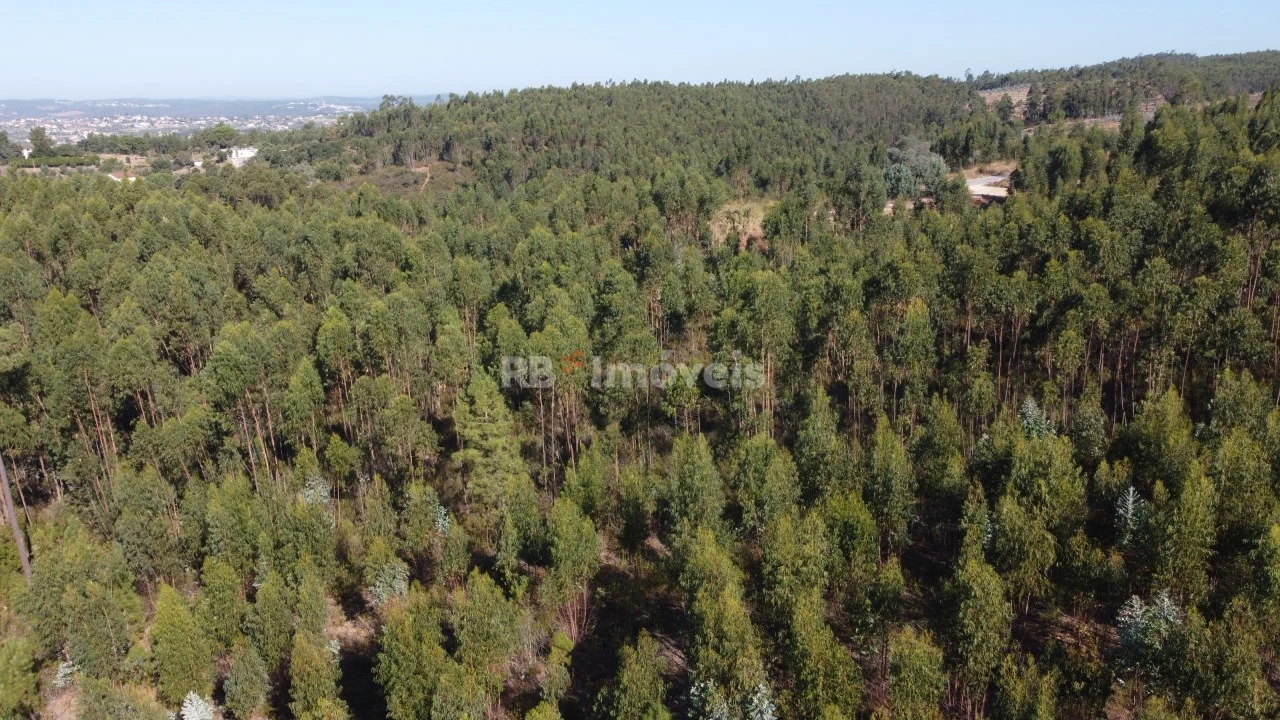 Terreno Agricola ou Rústico para Venda em Serra e Junceira Foto 8
