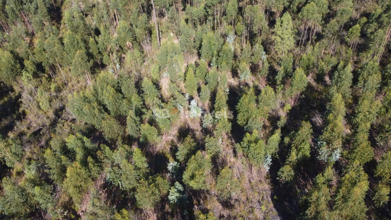 Terreno Agricola ou Rústico para Venda em Serra e Junceira Foto 7