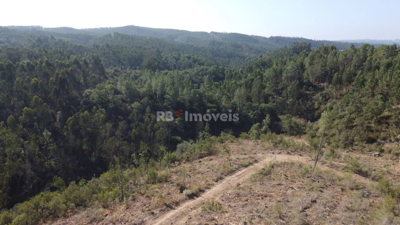 Terreno Agricola ou Rústico para Venda em Serra e Junceira Foto 9
