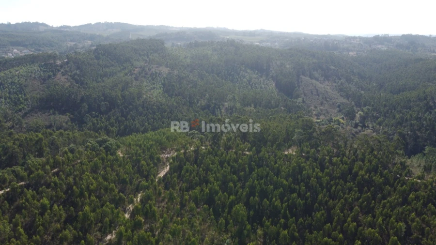 Terreno Agricola ou Rústico para Venda em Serra e Junceira Foto 6