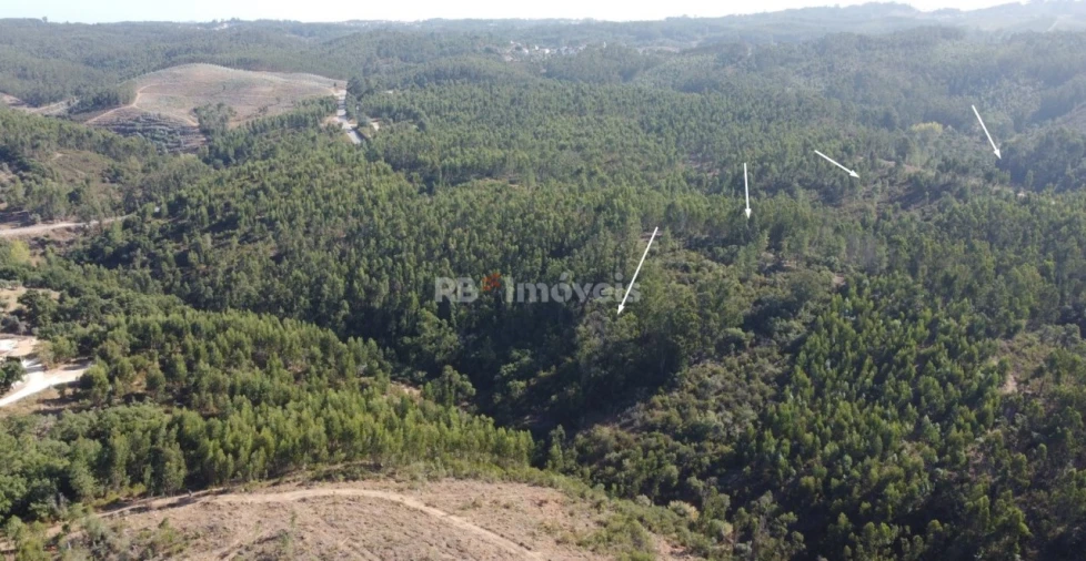Terreno Agricola ou Rústico para Venda em Serra e Junceira Foto 5