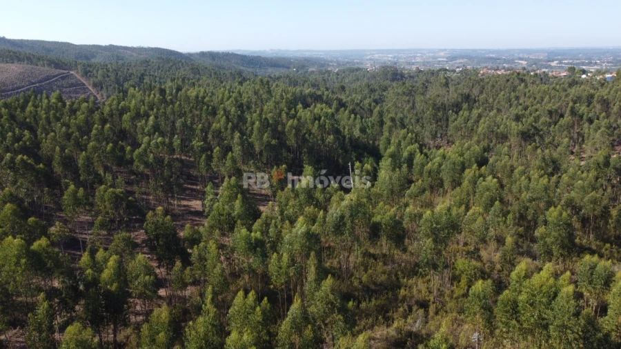 Terreno Agricola ou Rústico para Venda em Serra e Junceira Foto 4