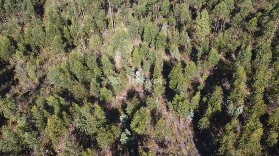 Terreno Agricola ou Rústico para Venda em Serra e Junceira Foto 7