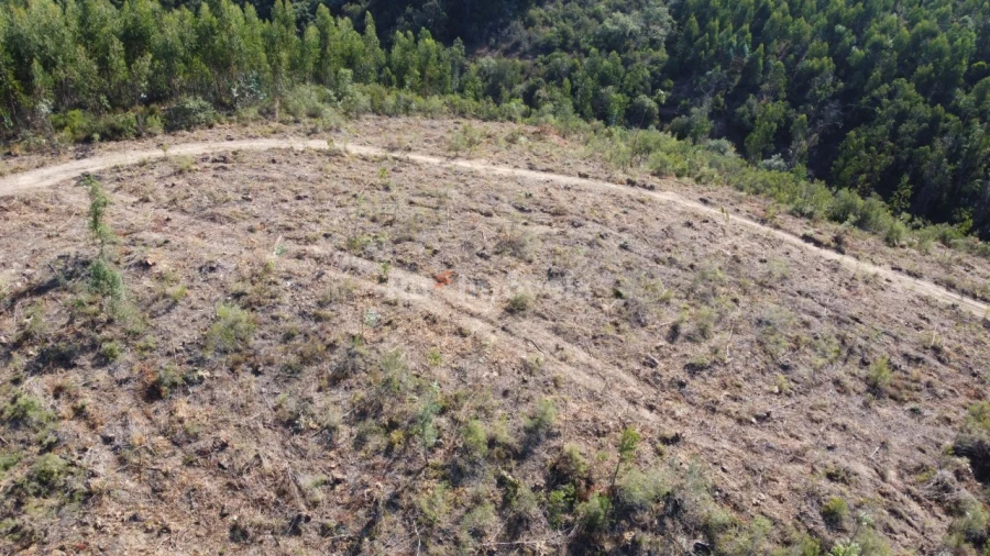 Terreno Agricola ou Rústico para Venda em Serra e Junceira Foto 1