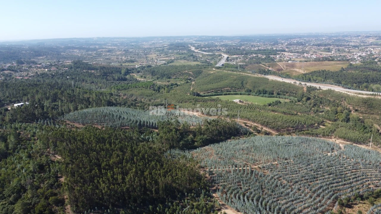 Terreno Agricola ou Rústico para Venda em Serra e Junceira Foto 6