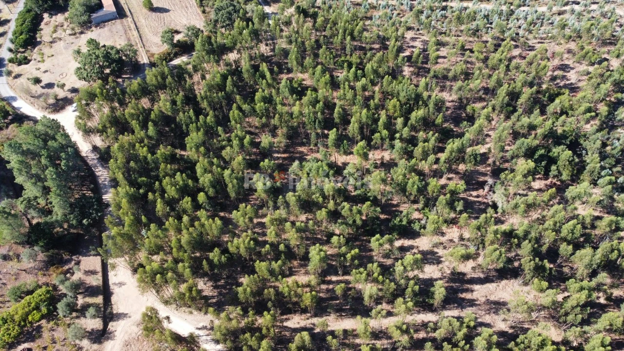 Terreno Agricola ou Rústico para Venda em Serra e Junceira Foto 3