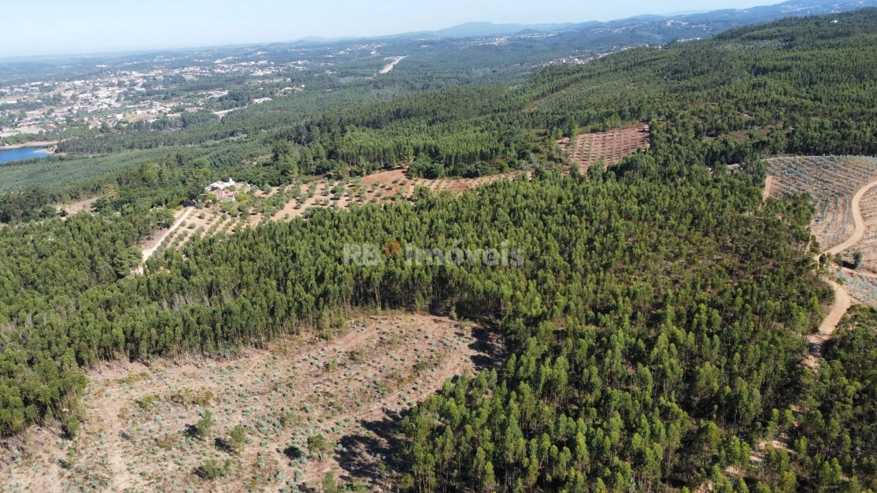 Terreno Agricola ou Rústico para Venda em Serra e Junceira Foto 5