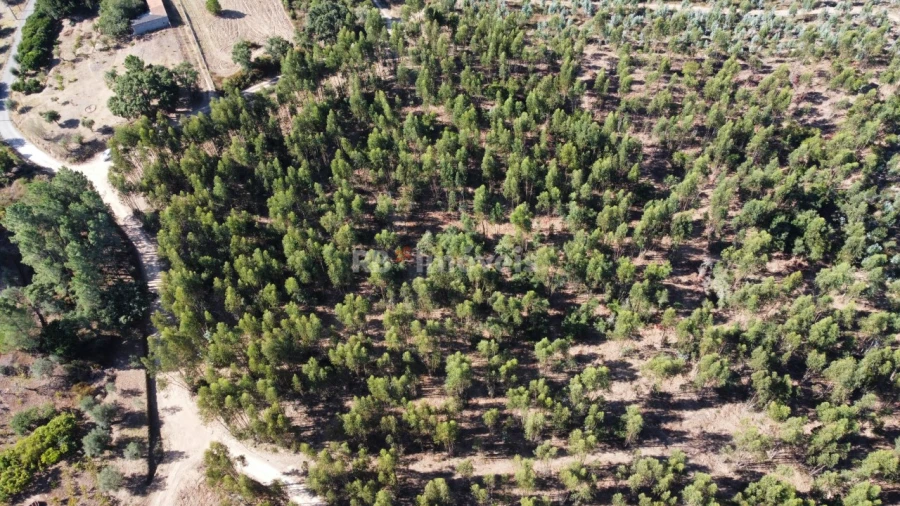 Terreno Agricola ou Rústico para Venda em Serra e Junceira Foto 3