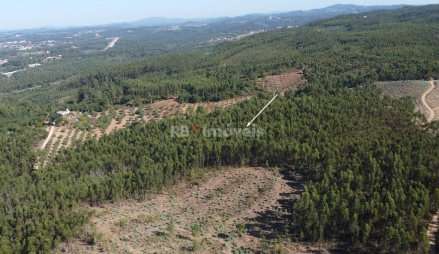 Terreno Agricola ou Rústico para Venda em Serra e Junceira Foto 7