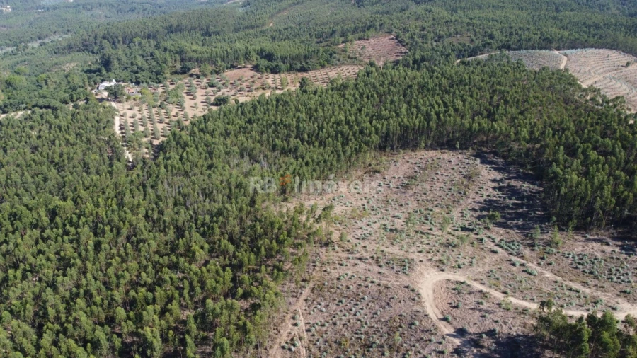 Terreno Agricola ou Rústico para Venda em Serra e Junceira Foto 8
