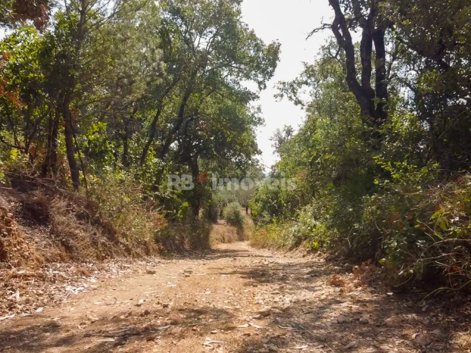 Terreno para Venda em Além da Ribeira e Pedreira Foto 13