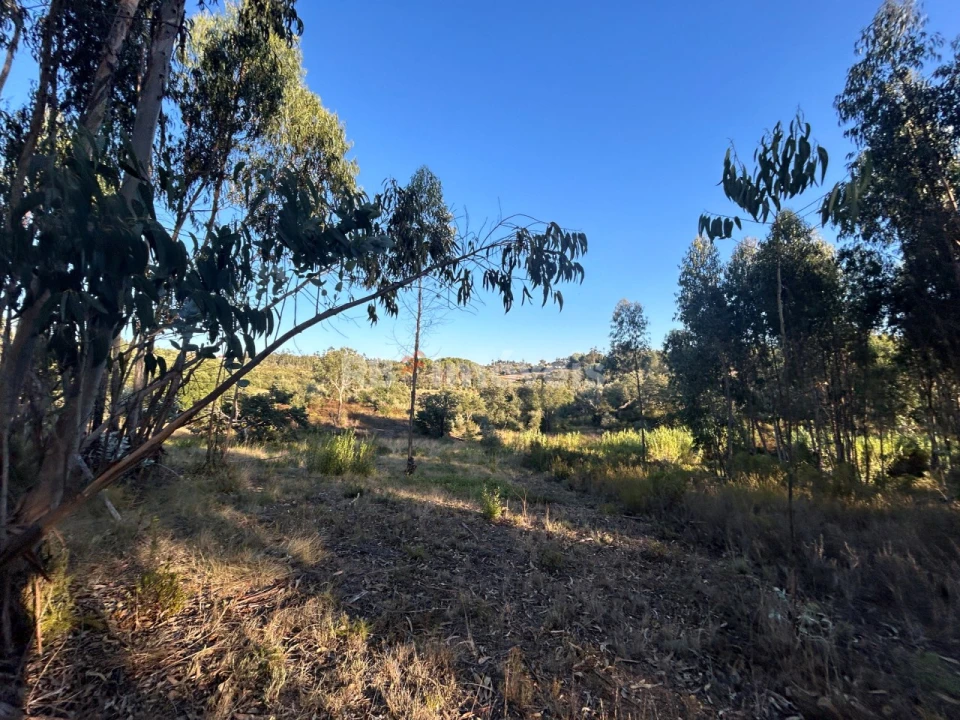 Terreno Agricola ou Rústico para Venda em Sabacheira Foto 2