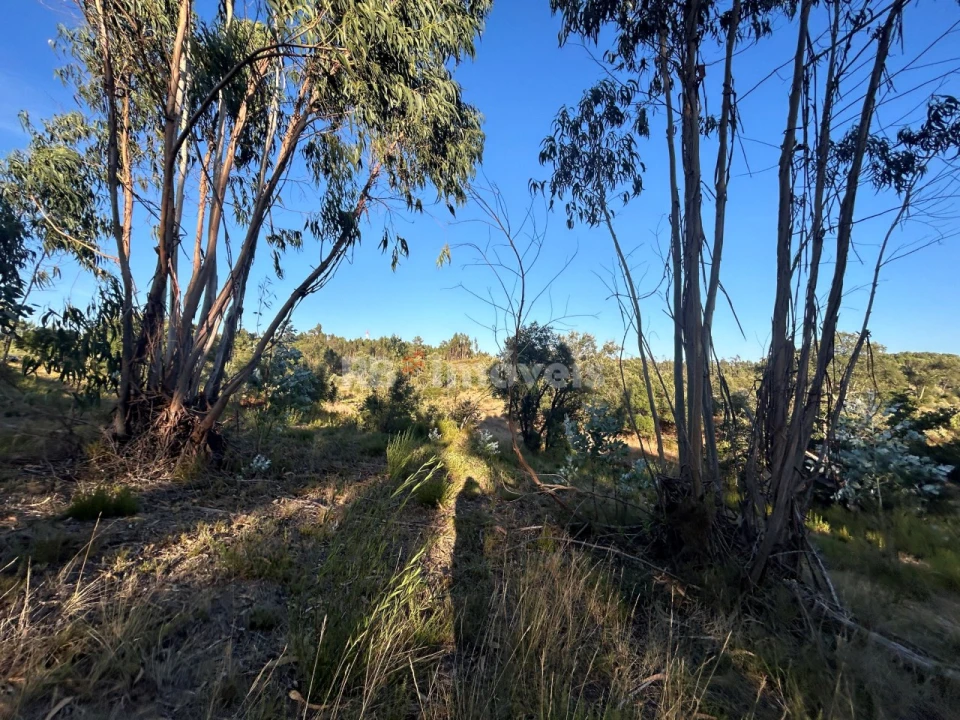 Terreno Agricola ou Rústico para Venda em Sabacheira Foto 13