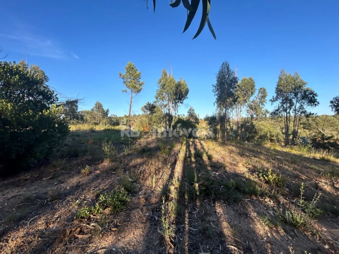 Terreno Agricola ou Rústico para Venda em Sabacheira Foto 12