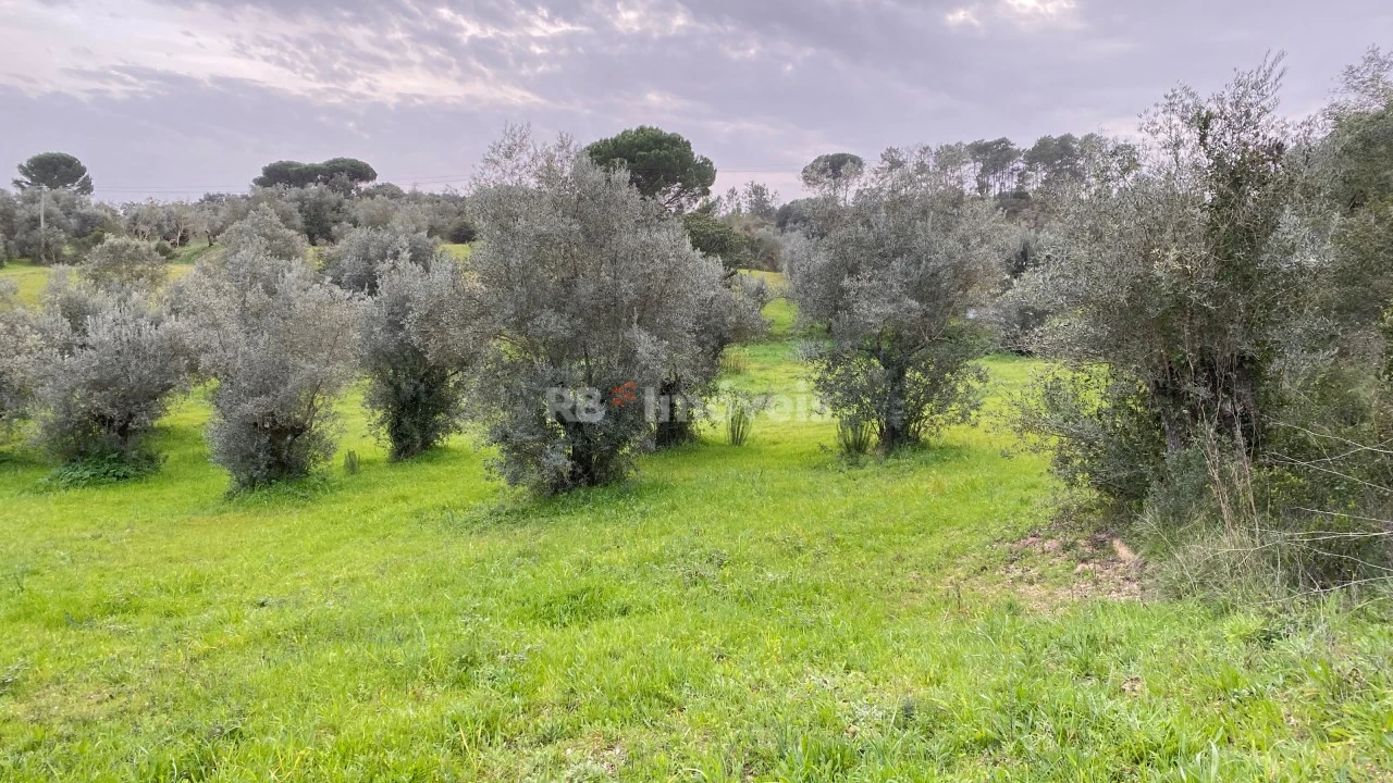 Terreno Agricola ou Rústico para Venda em Assentiz Foto 5