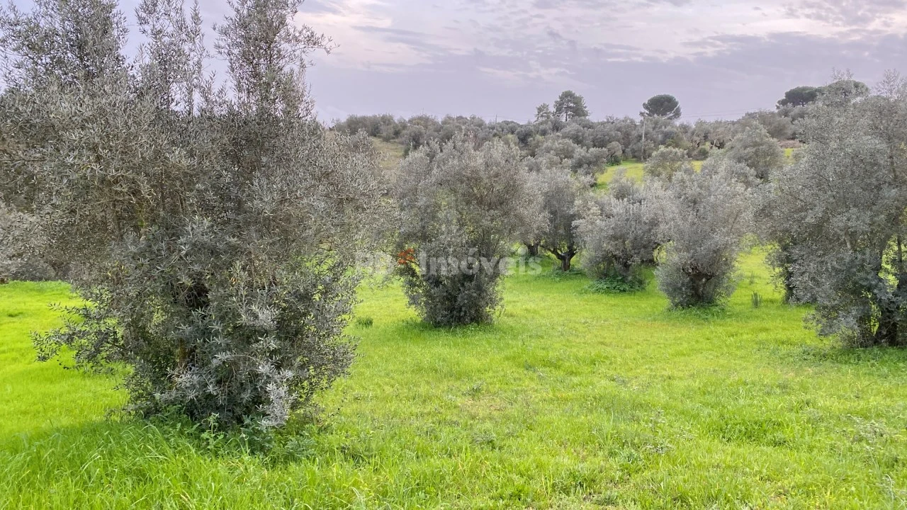 Terreno Agricola ou Rústico para Venda em Assentiz Foto 4