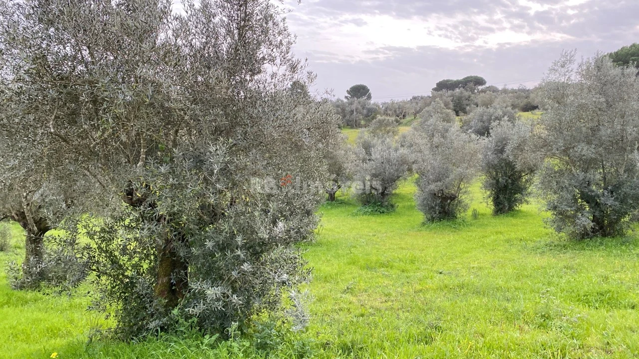 Terreno Agricola ou Rústico para Venda em Assentiz Foto 6