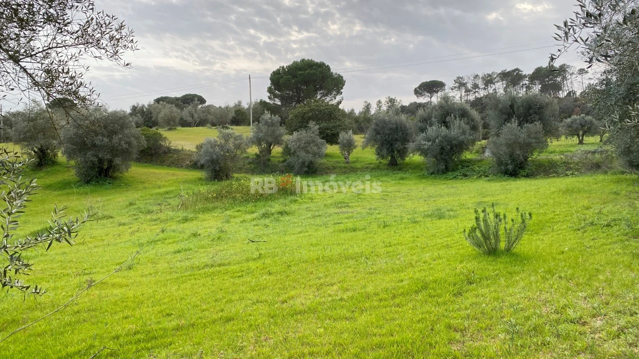 Terreno Agricola ou Rústico para Venda em Assentiz Foto 2