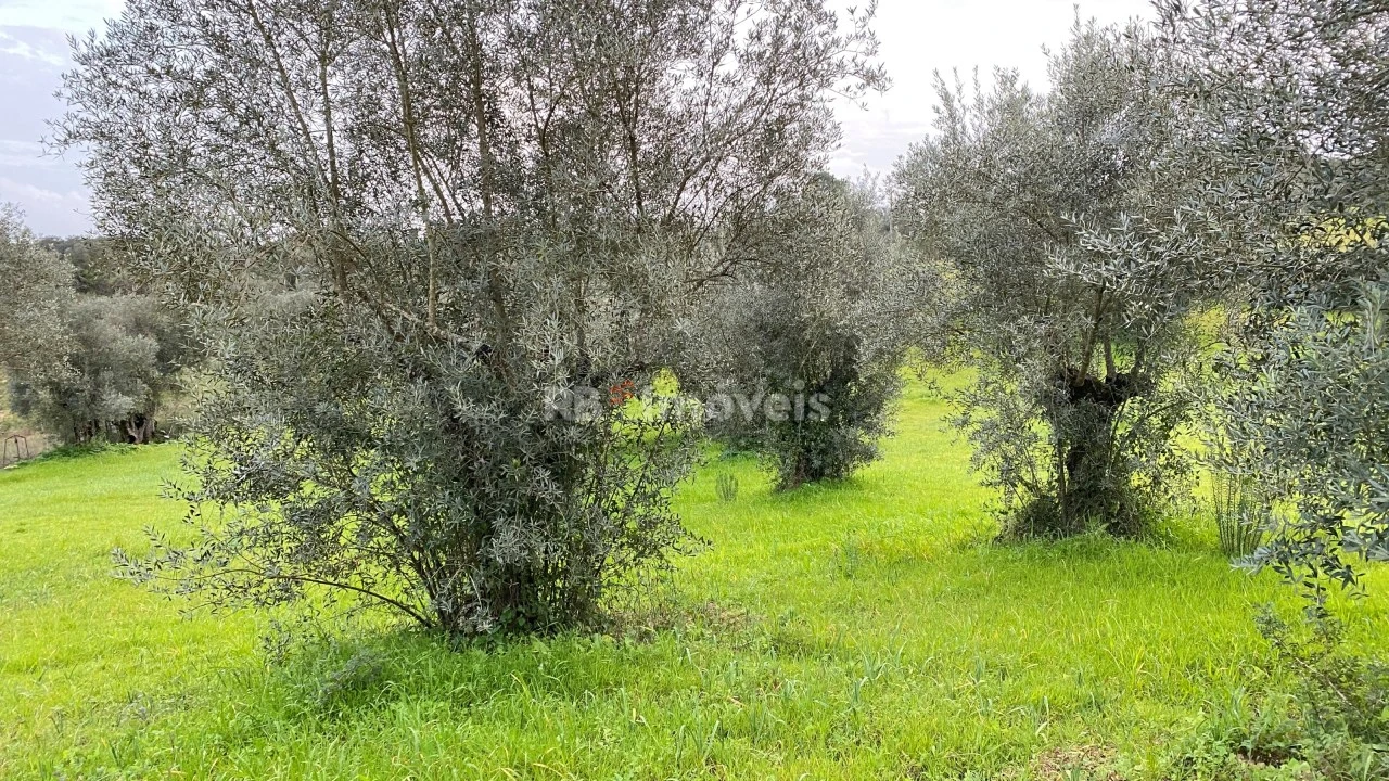 Terreno Agricola ou Rústico para Venda em Assentiz Foto 9