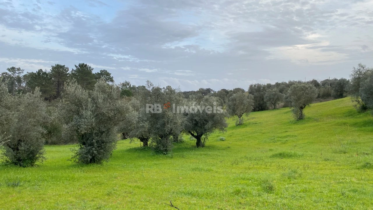 Terreno Agricola ou Rústico para Venda em Assentiz Foto 13