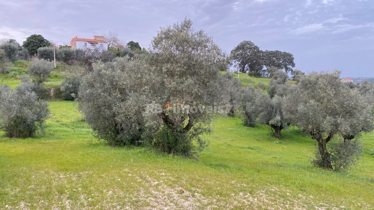 Terreno Agricola ou Rústico para Venda em Assentiz Foto 8