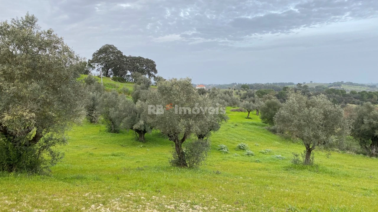Terreno Agricola ou Rústico para Venda em Assentiz Foto 14
