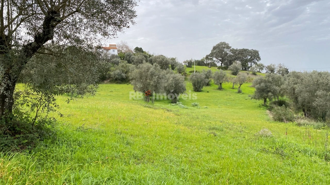 Terreno Agricola ou Rústico para Venda em Assentiz Foto 3