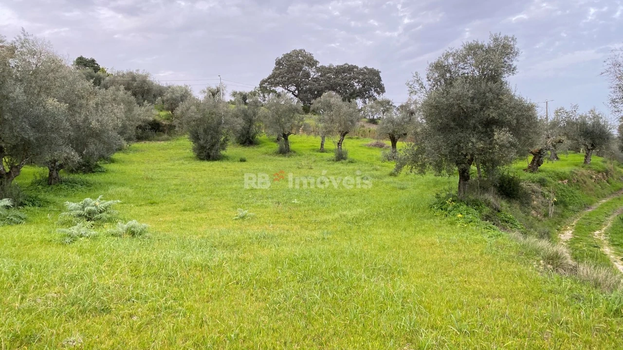 Terreno Agricola ou Rústico para Venda em Assentiz Foto 19