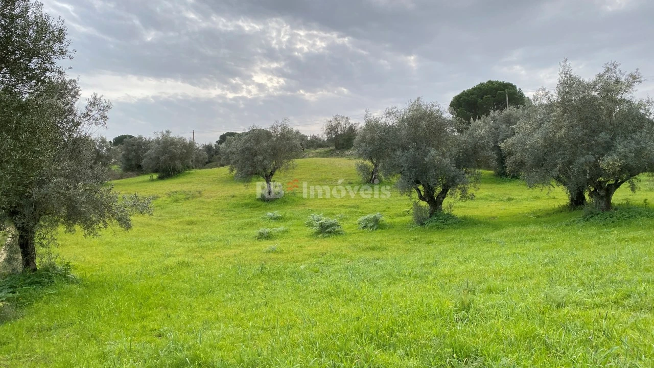 Terreno Agricola ou Rústico para Venda em Assentiz Foto 21