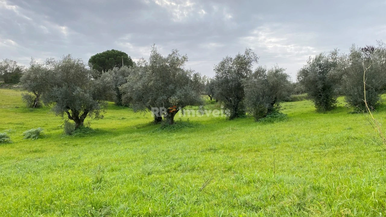 Terreno Agricola ou Rústico para Venda em Assentiz Foto 22