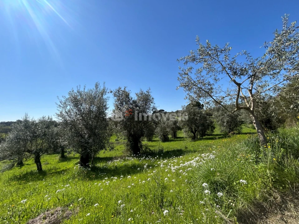 Terreno Agricola ou Rústico para Venda em Assentiz Foto 1