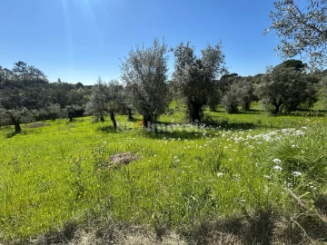 Terreno Agricola ou Rústico para Venda em Assentiz