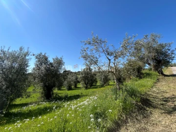 Terreno Agricola ou Rústico para Venda em Assentiz