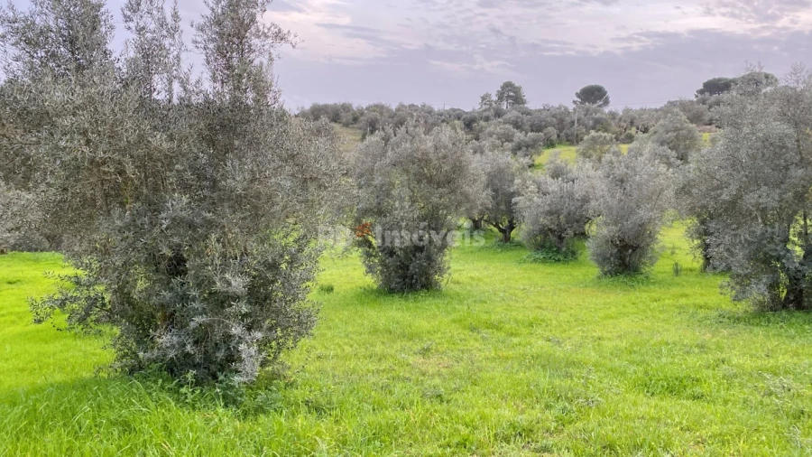 Terreno Agricola ou Rústico para Venda em Assentiz Foto 4