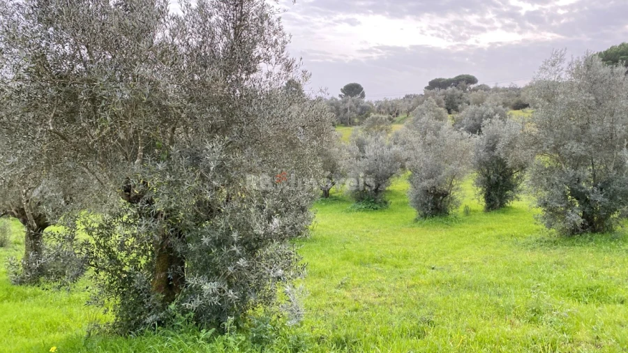 Terreno Agricola ou Rústico para Venda em Assentiz Foto 6