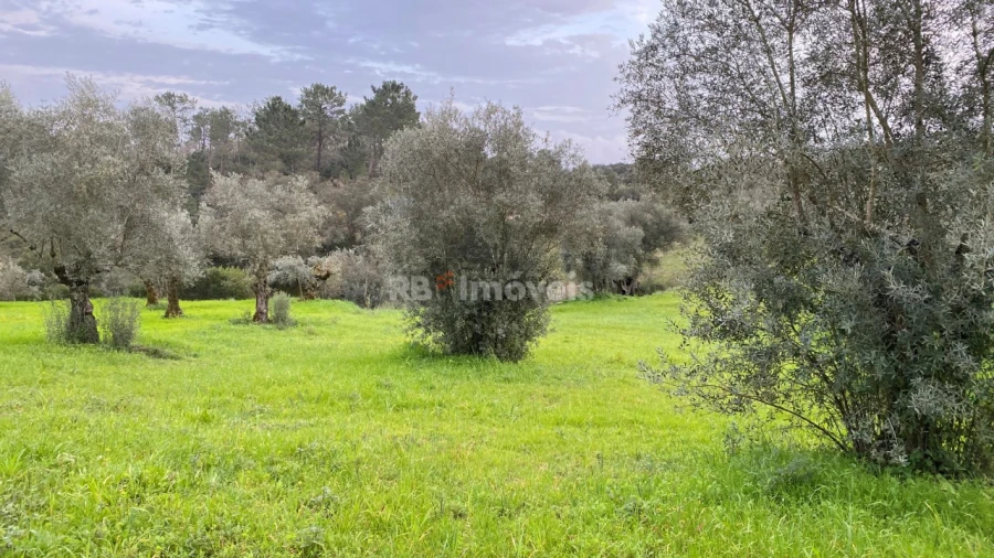 Terreno Agricola ou Rústico para Venda em Assentiz Foto 7