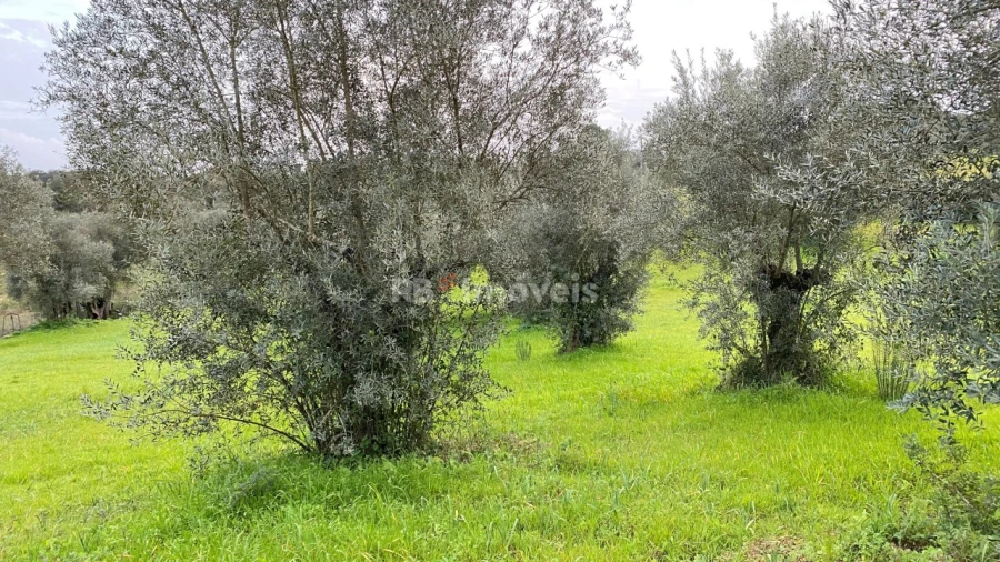Terreno Agricola ou Rústico para Venda em Assentiz Foto 9