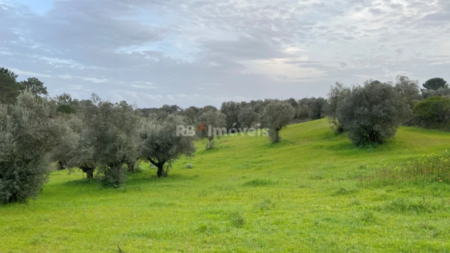 Terreno Agricola ou Rústico para Venda em Assentiz Foto 12